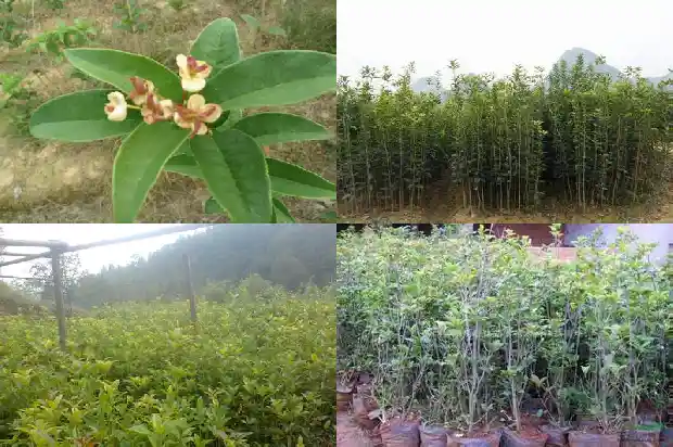高杆桂花的标准1684197524363
