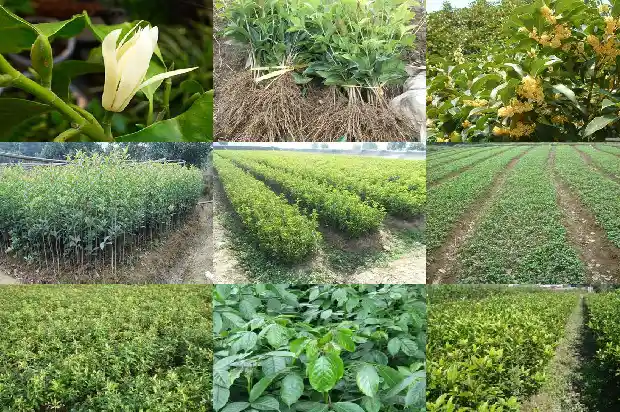 高杆桂花的标准1684197524411
