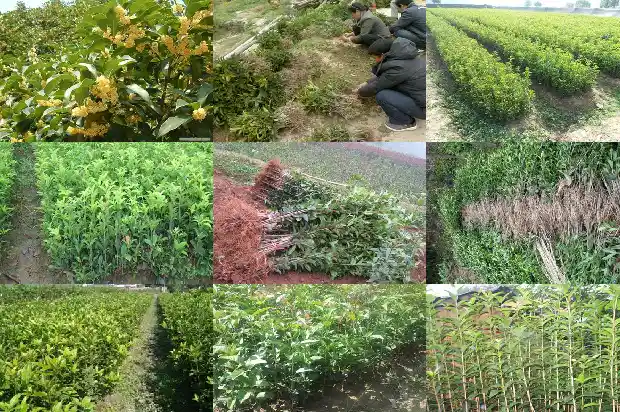 秋天桂花发新芽怎么办1688347426215
