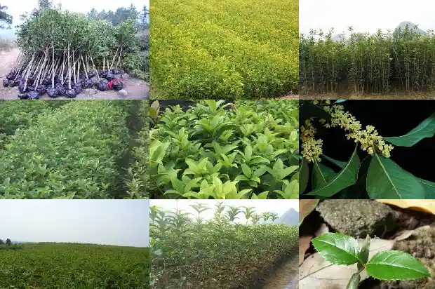 桂花多高打顶好看1684197545788