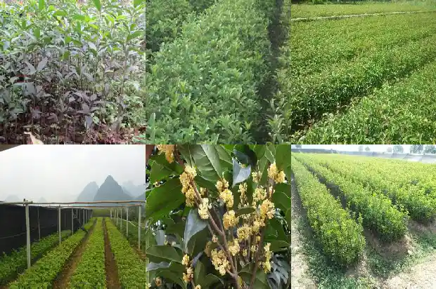 家里栽桂花盆景好不好1684197595158