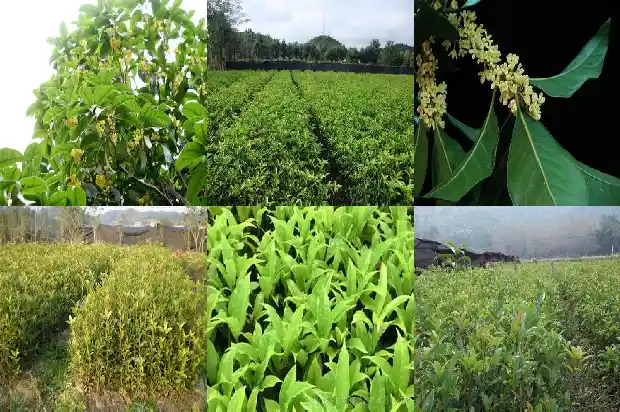 家里栽桂花盆景好不好1684197595206