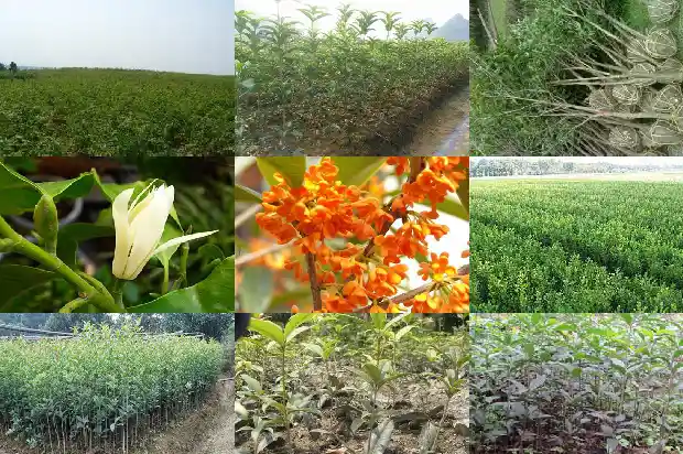 桂花多高温度发芽最好1684197632041