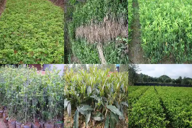 桂花多高温度发芽最好1684197632088