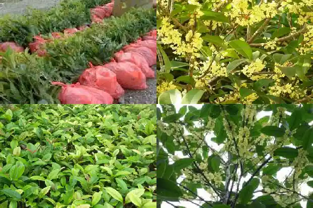桂花多少度发芽1684197649501