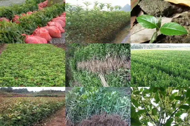 桂花多高冠幅好看1684197673353