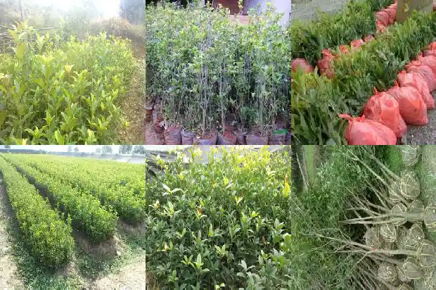 桂花树20公分怎样上盆好看1688434146261