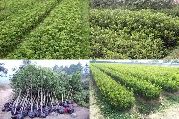 桂花低温多少度需入室1684197710489