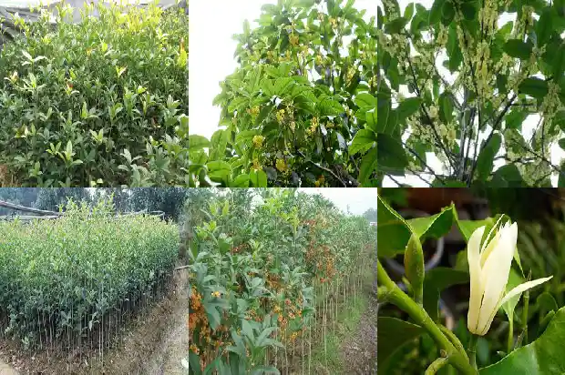 桂花树批发价格最便宜的地区是哪里1689838057034