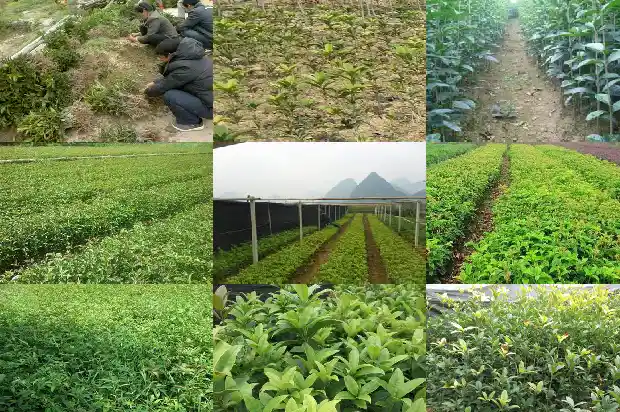 桂花需要遮阳吗1684197732221