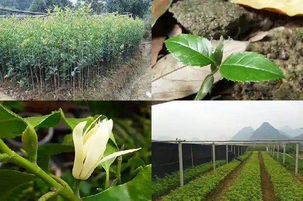 桂花需要遮阳吗1684197732269