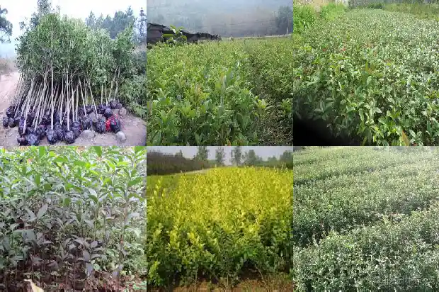 桂花能耐多少度高温1684197771071