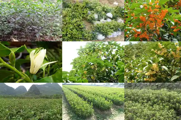 桂花能耐多少度高温1684197771119