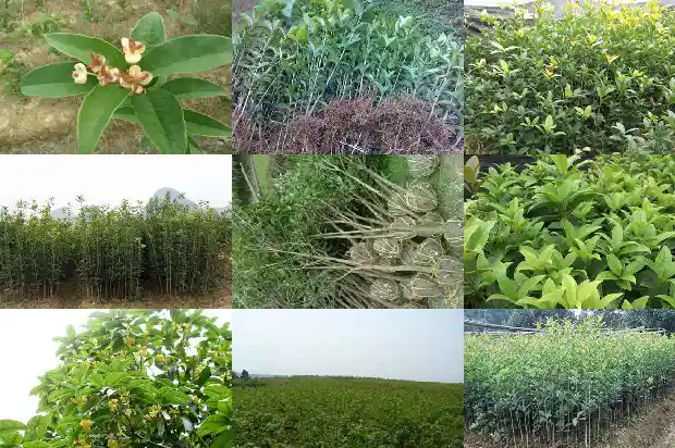 桂花能耐多少度高温1684197771167