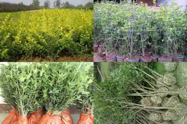 桂花天香台阁开什么颜色的花好1690850078070