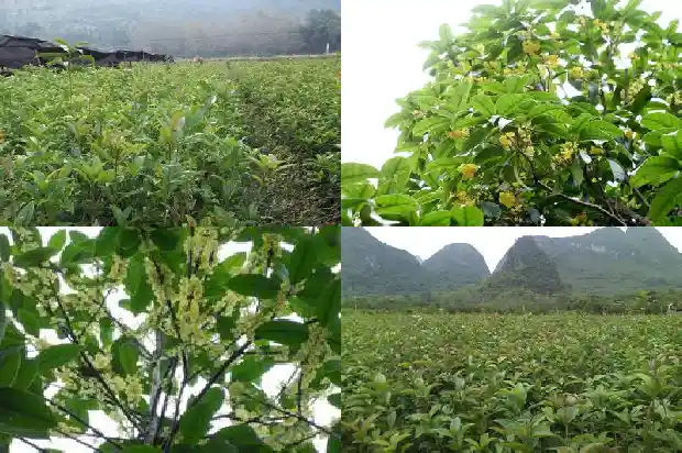 桂花树不好养活怎么办呀1684197815468