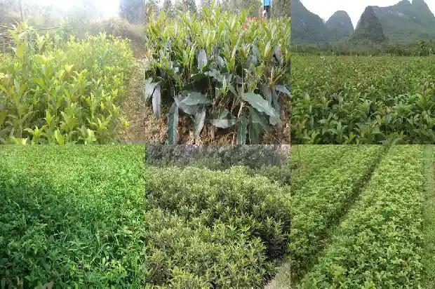 桂花树好不好养活呢1684197835318
