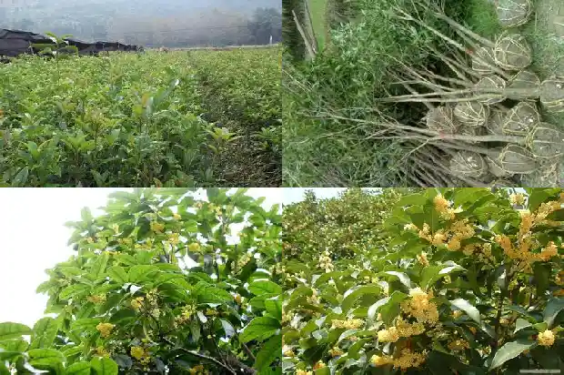 桂花树好不好养活呢1684197835366