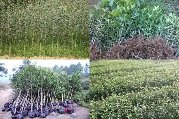 桂花树为什么养不活的原因1684197856652