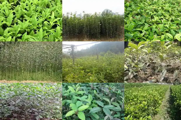 桂花树为什么养不活的原因1684197856792