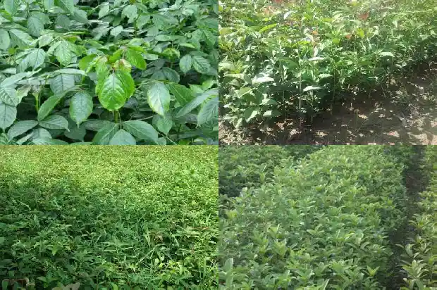 桂花树适合家里养吗?1684197878481