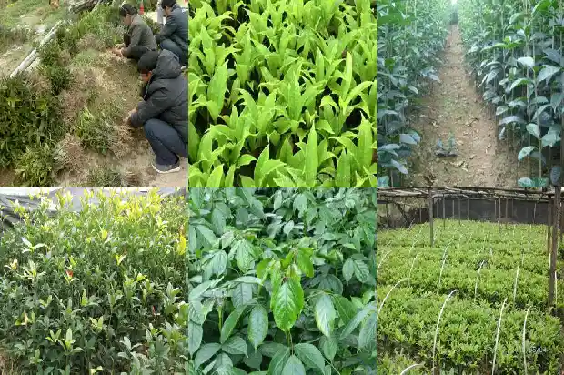 桂花树养家里好不好1684197893484