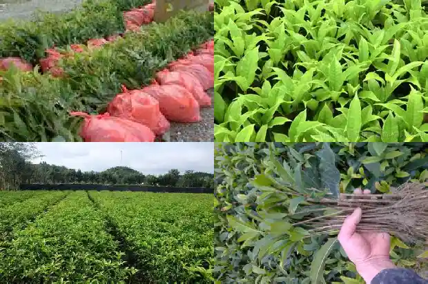 柳州桂花树一条街1690331843604
