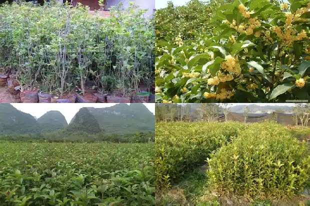 家里养桂花树好不好1684197913017