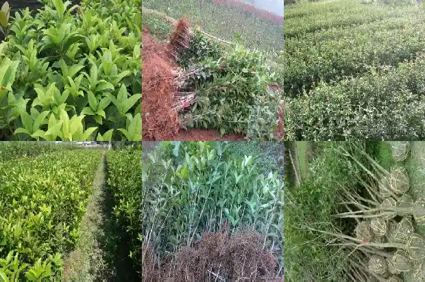 桂花香对身体好吗1689313042951
