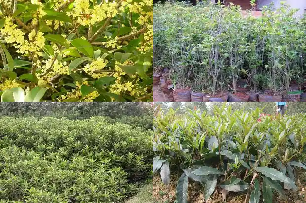 桂花树有什么寓意吗风水1684197935322