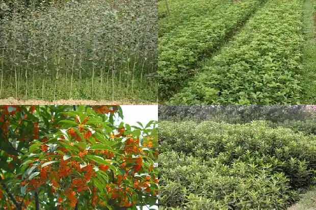 桂花树有什么寓意吗风水1684197935370