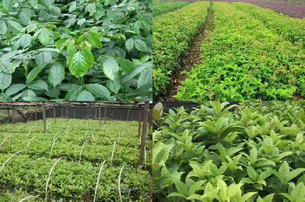 桂花树有什么寓意吗风水1684197935417