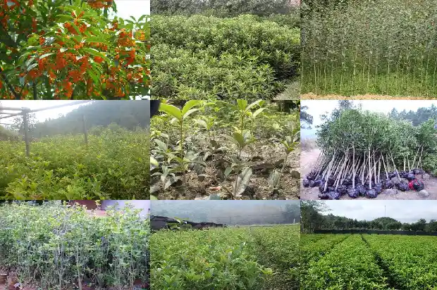 桂花树耐寒冷吗?1684198026383