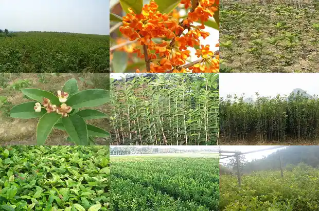 桂花树耐寒吗?1684198044918