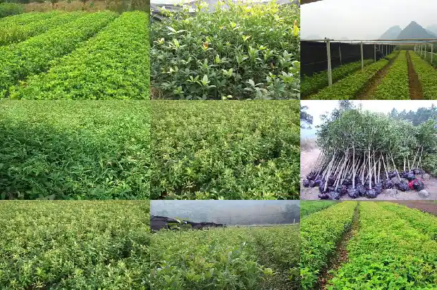 桂花树耐寒吗?1684198044965