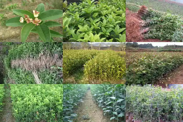 桂花树耐寒吗?1684198045012