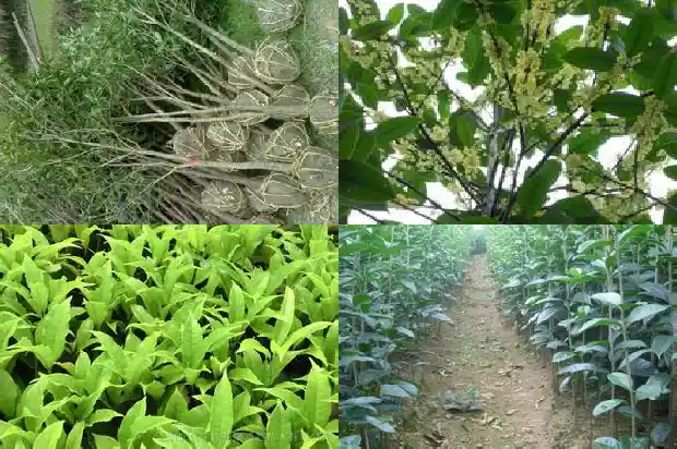 桂花丛生与单杆的差别1689838244295