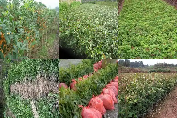 桂花树怕冷吗有香味吗为什么1684198064506