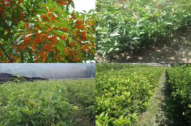 桂花树怕冷么1684198086759