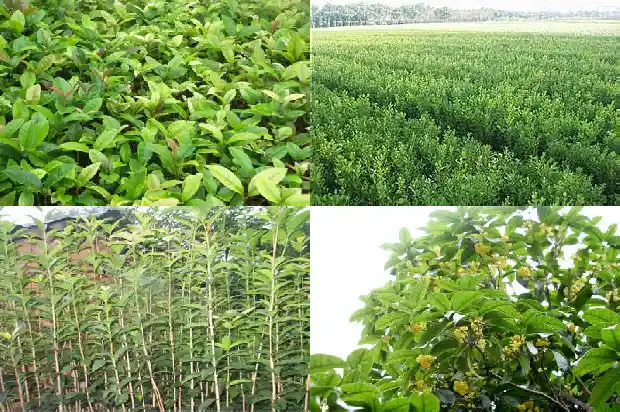桂花树怕冷么1684198086807