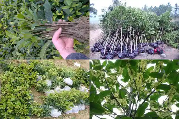 批发桂花树苗价格多少1689726984451