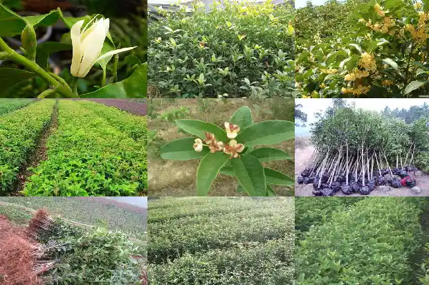 桂花树怕冷吗为什么呢1684198173493