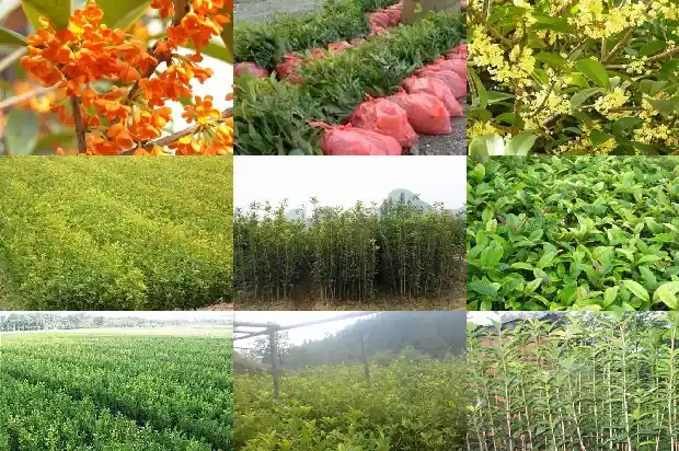 桂花树怕热吗冬天1684198193272