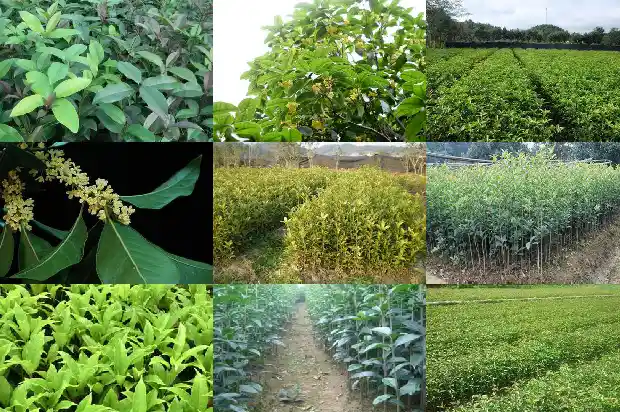 桂花树怕热吗冬天1684198193320