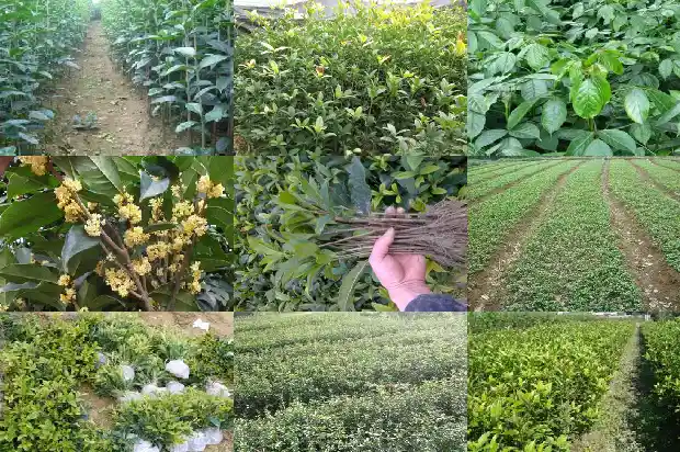 金桂花耐寒冷吗?1684198214386