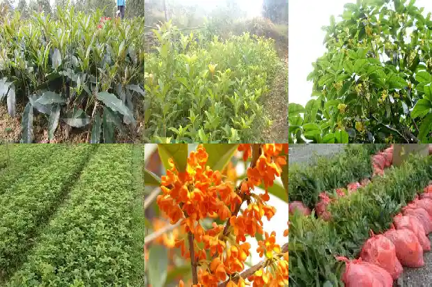 桂花树寓意和象征意义是什么呢英语1684198256535