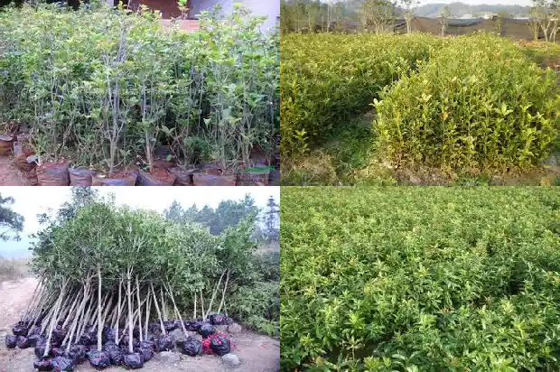 桂花树寓意和象征意义是什么呢英语1684198256630