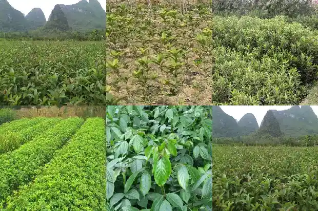桂花树挑选1690245630776