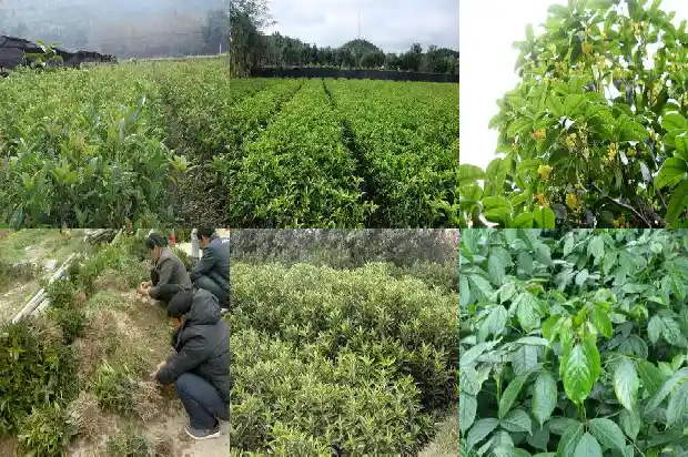 桂花树寓意是什么意思啊1684198275861
