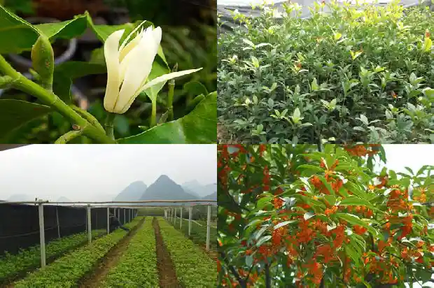 桂花树寓意是什么意思啊1684198275909